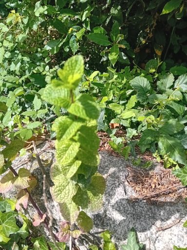 Menthe poivrée