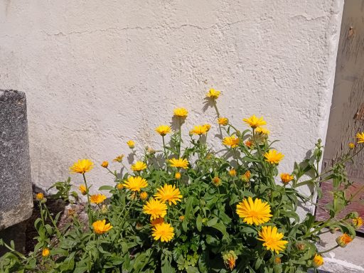 Calendula