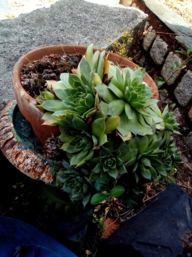 Plantes succulentes