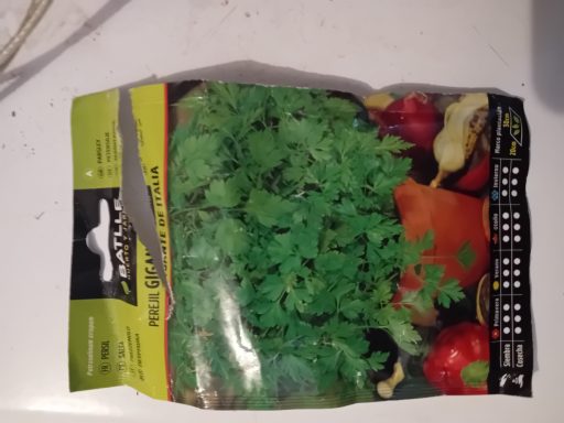 Persil géant Italie