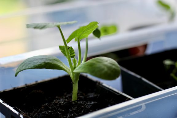 Courgette